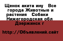 Щенок акита ину - Все города Животные и растения » Собаки   . Нижегородская обл.,Дзержинск г.